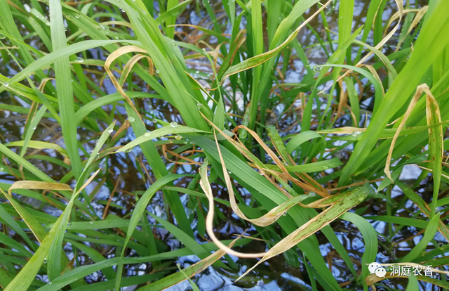 你知道如何正确“避雷”吗？水稻田除草剂药害识别与规避（二）