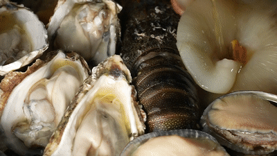 花胶响螺鲍鱼 2026年花胶鲍鱼响螺片汤的功效