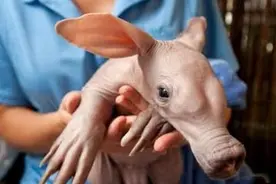 女子野外捡到野猪，回去越养越不正常，结果兽医的话让她喜出望外图片