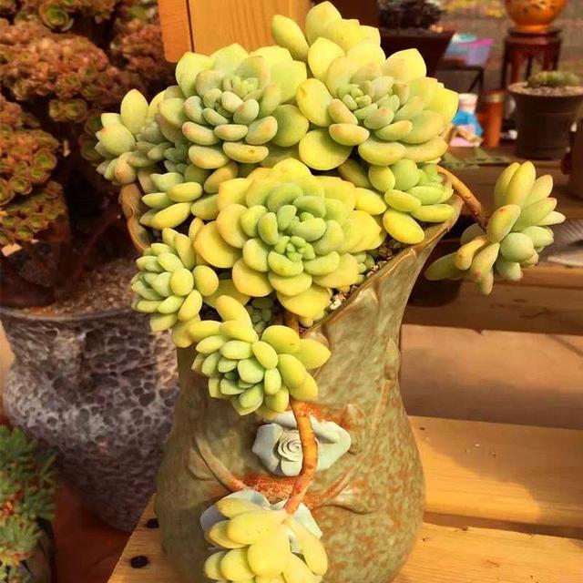 60种多肉悬崖桩大赏,据说只要是多肉控就抵挡不住悬崖桩的诱惑