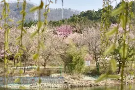 多图预警：梅花盛开待客来！青岛十梅庵梅园25日起开园纳客，本市医务工作者凭有效证件可免费入园图片