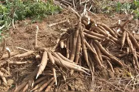 能毒死人的木薯，却养活全球8亿人，摇身一变成为富人美食图片