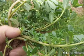 野菜马齿苋营养价值高，但不是人人都能吃的，这三种人最好别吃图片