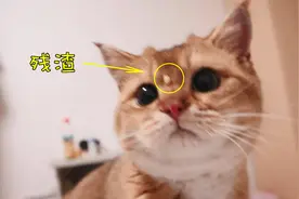 小胖猫吃罐头太凶残吃出“美人痣”，自己浑然不知的样子笑死了视频封面