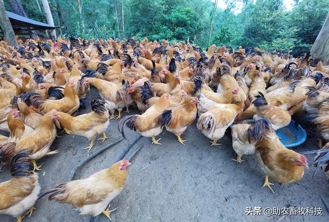 研究表明发酵饲料具有改善氨基酸、脂肪酸，肌肉理化特性及风味