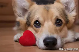 宠物过得比人好？吸猫撸狗堆出千亿它经济，“铲屎官”们的实力不容小觑图片