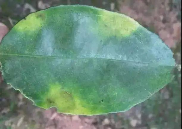 銆屽啘鍖栫鏅€嶆鐗╃己绱犲師鍥犲強 妞嶇墿缂虹礌鐥囩姸瀵圭収琛? onerror=