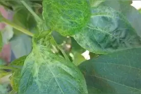 农作物病毒病，预防很关键，这几类药剂都是预防病毒病的好成分！图片