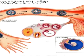 输卵管有问题，怀孕举步维艰图片