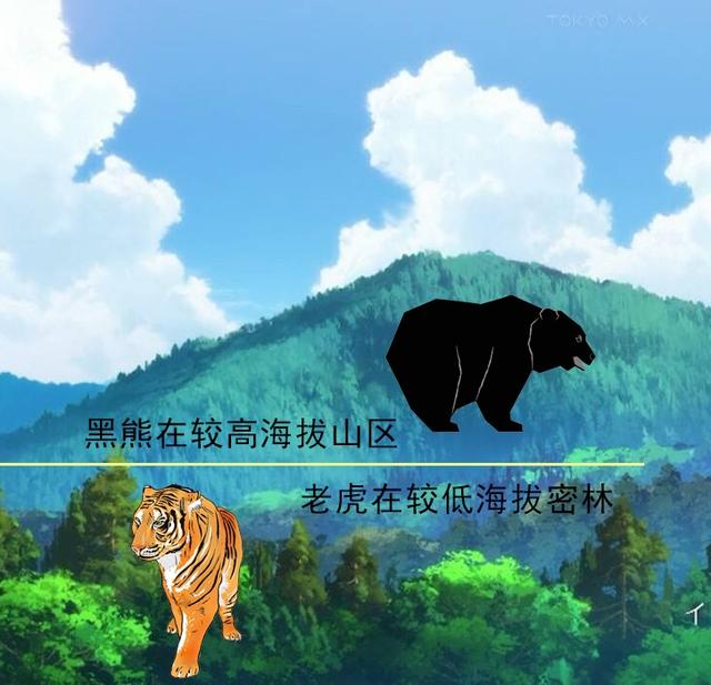 辟谣：野猪、黑熊并不比老虎厉害，一猪二熊三老虎不是实力的排序