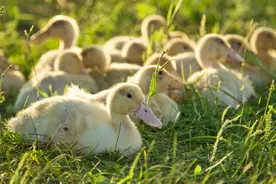 15日龄三花鹅脚软小鹅瘸腿关节肿大什么病小鹅痛风病吃什么药治疗图片