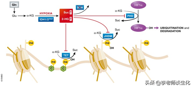 姘ㄥ熀閰哥殑鍚堟垚涓庡繀闇€姘ㄥ熀閰革紙涓€锛? onerror=