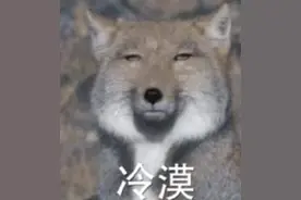 超火的无穷小亮藏狐表情包，大家快来前排围观“藏狐”在线暴躁图片