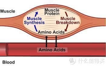 增肌蛋白粉横评 如何选择正确的蛋白粉看这一篇就够了 含健身分享
