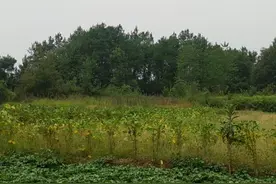 四川广安武胜县发现南北朝时期古墓，当地人称皇坟墓主身份成谜图片