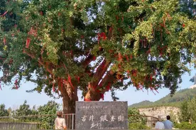 商丘最牛的六株古树，被当地人视为“神树”，树龄超过1000年图片