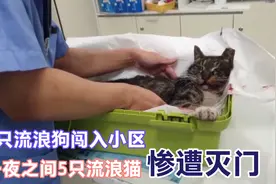 小区内闯进7只流浪狗，仅在一夜之间，5只成年流浪猫惨遭灭门之灾图片