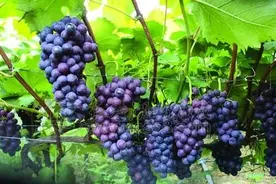 葡萄除了酿酒还能干嘛？当然是吃啦图片