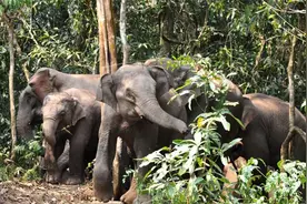 15头北上的大象为何坚决不能麻醉？专家：大象报仇，十年不晚图片