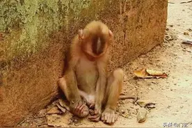 小猴子被同伴抛弃，委屈巴巴躲在墙角哭泣，委屈样子让人好心疼图片