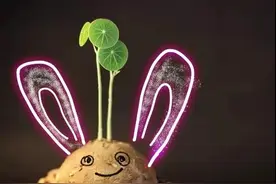 当植物遇上大学生手绘涂鸦，简直可爱到犯规！图片