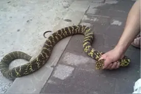 国内最强的无毒蛇，菜花蛇有哪些优势？甚至能吃眼镜王蛇？图片