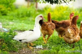 怎样办好一个养鸭场？养鸭需要什么条件？图片