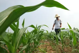 玉米用什么叶面肥好？什么情况下使用效果好？注意5个问题图片