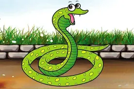 菜花蛇无毒，凭什么被称为百蛇之王？为什么其它毒蛇反而怕它？图片