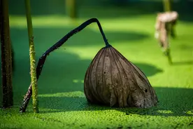 与时舒卷，且共从容，何时笙歌归院落，何处灯火下楼台图片