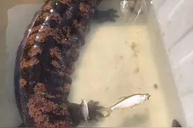 这是啥？大连水库里捞出“怪鱼”一碰还咬人！图片