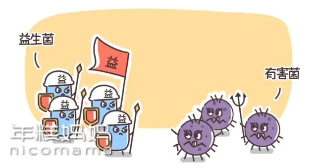 乳酸菌身体乳是啥