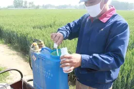 农药里加洗衣粉真的有用吗？其实好处有很多，但是许多人不知道图片