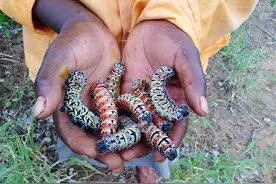 10厘米长的非洲毛毛虫，蛋白质含量是牛肉的三倍，但快被吃光了图片