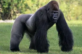 山魈、狒狒、银背大猩猩和人类，打斗起来谁最厉害，人类退化了吗图片