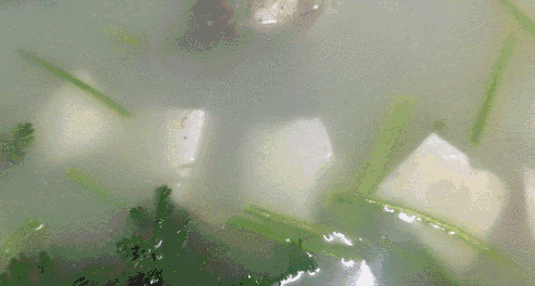 椰子炖花胶乌鸡小孩能吃吗 2025年椰子花胶煲鸡汤