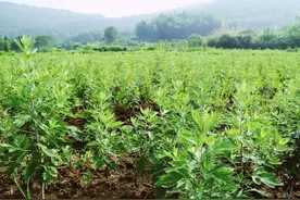 割艾草有时间限制，前三后四最好，什么是前三后四，老农来告诉你图片