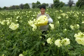 花比碗还大，曾濒临灭绝，如今农民大量种植，又要火爆了？图片