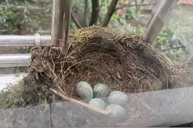 女子家阳台连续5年被同一种黑色小鸟筑巢：“被信赖的感觉真好”图片