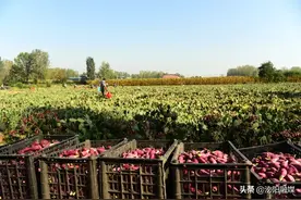 奇事！泌阳县竟有人靠“刺头儿”致富……图片