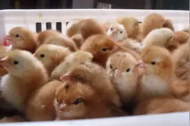 买鸡苗被骗，两三万到十几万都有，他们套路有哪些？怎么避免？图片