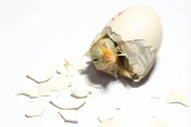 所有鸡蛋都受精了吗？敲开鸡蛋会吃到小鸡仔吗？图片