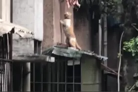 男子在小区闲逛，看到邻居窗口这一幕笑了：这也太明目张胆了图片