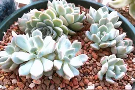 别人不要的蜂窝煤，做成颗粒土，养多肉不烂根，比买的都好用图片