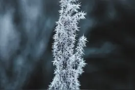 白居易的《卖炭翁》，对人性的洞察深过鲁迅，少年背诵中年才懂图片