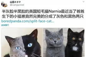 那只半脸灰半脸黑的猫咪Narnai当爸爸啦，分的明明白白图片