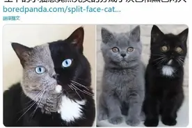 那只半脸灰半脸黑的猫咪Narnai当爸爸啦，分的明明白白图片