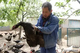 山西农民在果园里养“怪鸟”，收益翻倍年赚26万元，看看是啥图片