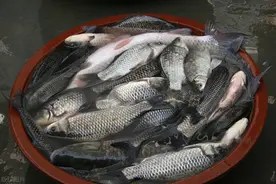 买鲫鱼时挑大的还是小的？鱼贩子：认准这3种，买不到工程鲫图片