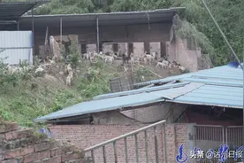 500余只狗获救！女子蹲守3天3夜，发现大竹囤狗窝点图片